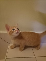 Kitten Ra17 - Domestic Short Hair Cat