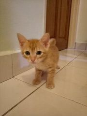 Kitten Ra18 - Domestic Short Hair Cat