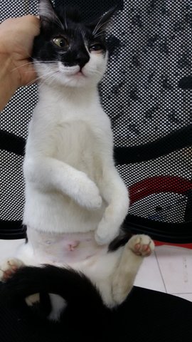 Manja - Domestic Short Hair Cat