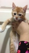 Rengy Junior - Domestic Short Hair Cat