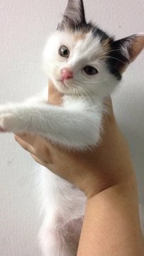 Bahi - Domestic Short Hair Cat
