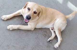 Dexter - Labrador Retriever Dog