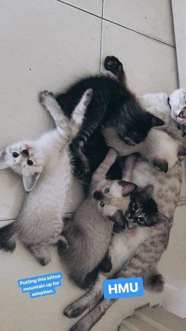 5 Kittens For Immediate Adoption - Domestic Medium Hair Cat