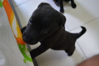 The Adorable Trio  - Mixed Breed Dog