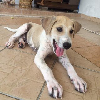 Axel - Labrador Retriever Mix Dog