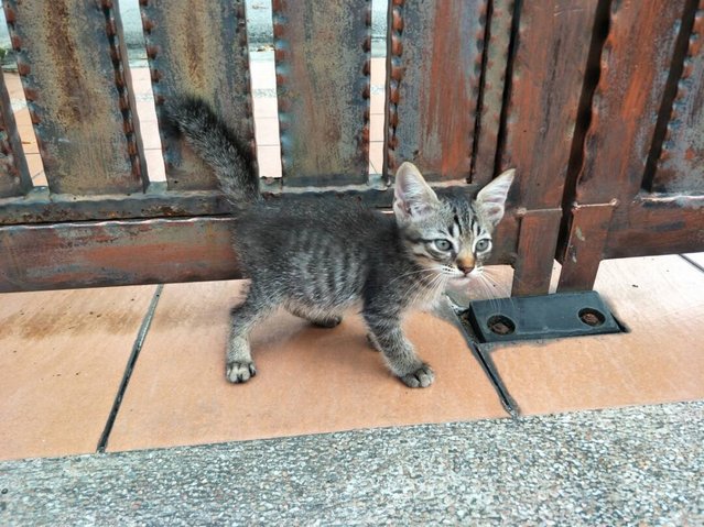 Blackie Kittens - Domestic Short Hair Cat