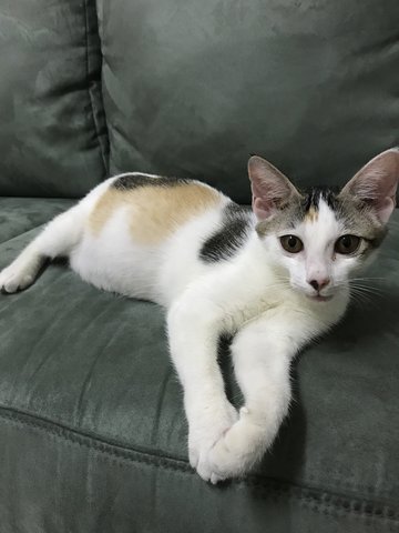 Cici - Domestic Short Hair Cat