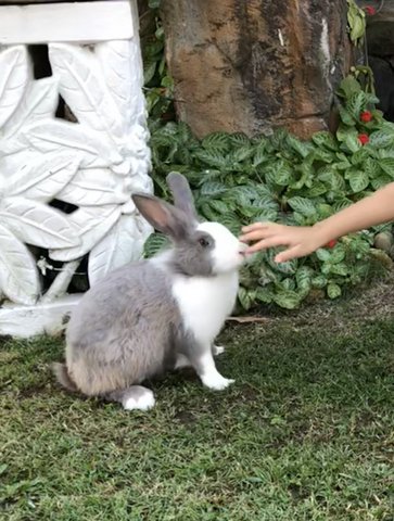 Patchie - Angora Rabbit Rabbit