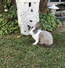 Patchie - Angora Rabbit Rabbit