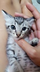 4cuties - Domestic Short Hair + American Shorthair Cat