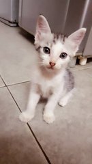 4cuties - Domestic Short Hair + American Shorthair Cat