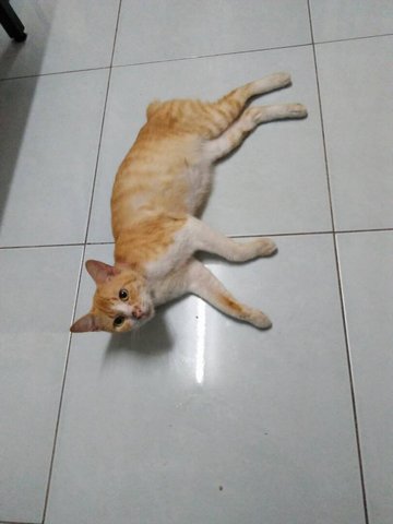 Momot - Tabby Cat