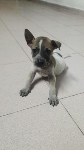 Male &amp; Female Pup - Mixed Breed Dog