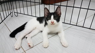 Oreo - Domestic Medium Hair Cat