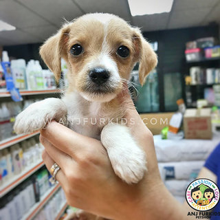 Adorable Male Jack Russel M1ix Chihuahua  - Jack Russell Terrier + Chihuahua Dog
