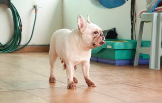 Snowball - French Bulldog Dog