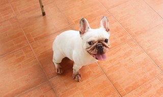 Snowball - French Bulldog Dog