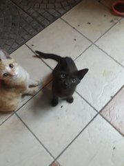 Ginger And Milo - Domestic Short Hair Cat