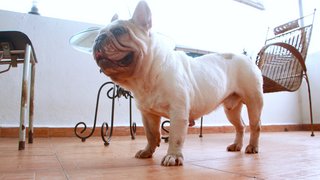 Meatball - French Bulldog Dog