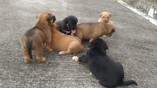 Puppies For Urgent Adoption - Mixed Breed Dog