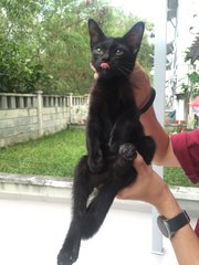 Hei Hei (Blackie) - Domestic Short Hair Cat