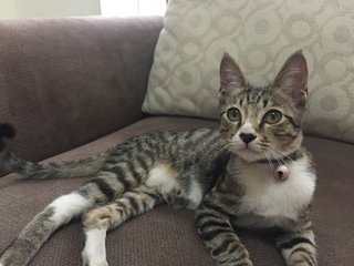 Becky  - Domestic Short Hair Cat
