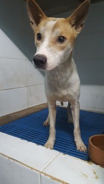 J-j Boy - Mixed Breed Dog