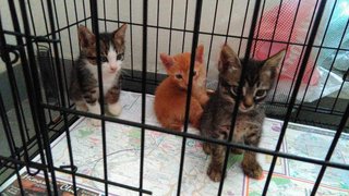 Kittens  - Domestic Medium Hair Cat