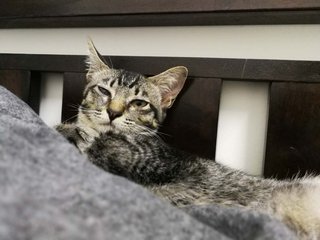 Kaka - Tabby Cat