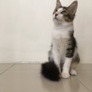 Gus - Domestic Medium Hair Cat