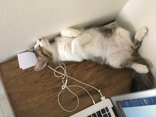 We share the office. He use it for sleeping. I use it for work.