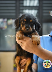 Adorab2le Female Daschund Mix Poodle Pupp - Dachshund + Poodle Dog