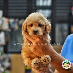 Cream Aprico1t Male Tiny Toy Poodle - Poodle Dog