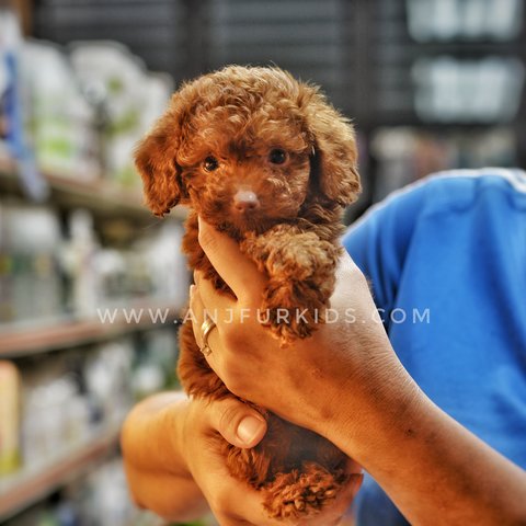 Male Super Rfed Brown Tiny Toy Poodle - Poodle Dog