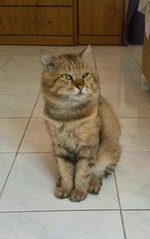 Hutou - American Shorthair Cat