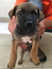 Female Puppies - Mixed Breed Dog