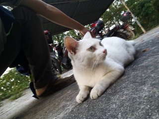 Mak Teh - Domestic Short Hair Cat