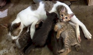 Peppy And Her Kittens - Domestic Short Hair Cat