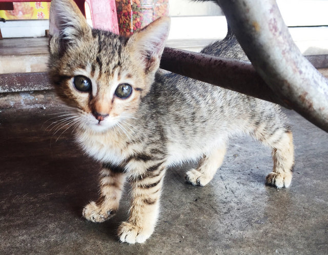 Cute Tabby Kitten  - Domestic Short Hair Cat