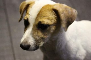 Shorty Breed Puppies-jack Russell Mix - Mixed Breed Dog
