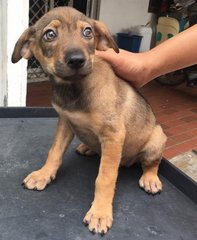 Tiny - Mixed Breed Dog