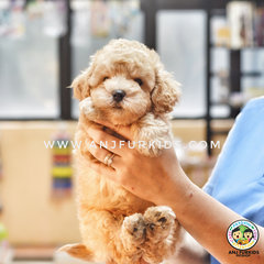 Quality Maltese Mix Poodle Pup1pies - Maltese + Poodle Dog