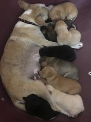 The litter at 3 weeks old