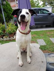 Leia - Dalmatian Mix Dog