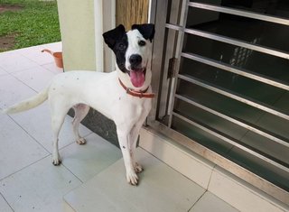 Leia - Dalmatian Mix Dog