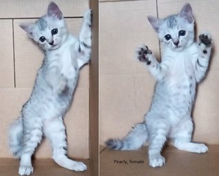 Pearl - Domestic Short Hair Cat