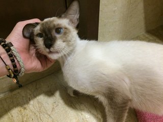 (Urgent) Cross-eyed - Siamese + Domestic Short Hair Cat