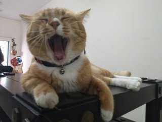 Boi Boi - Singapura Cat
