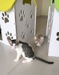 Kittens (Adopt In Pair Only) - Domestic Short Hair Cat