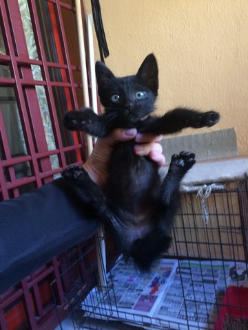 Black Panther For Free Adoption - Domestic Short Hair Cat